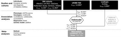 Four missense genetic variants in CUBN are associated with higher levels of eGFR in non-diabetes but not in diabetes mellitus or its subtypes: A genetic association study in Europeans